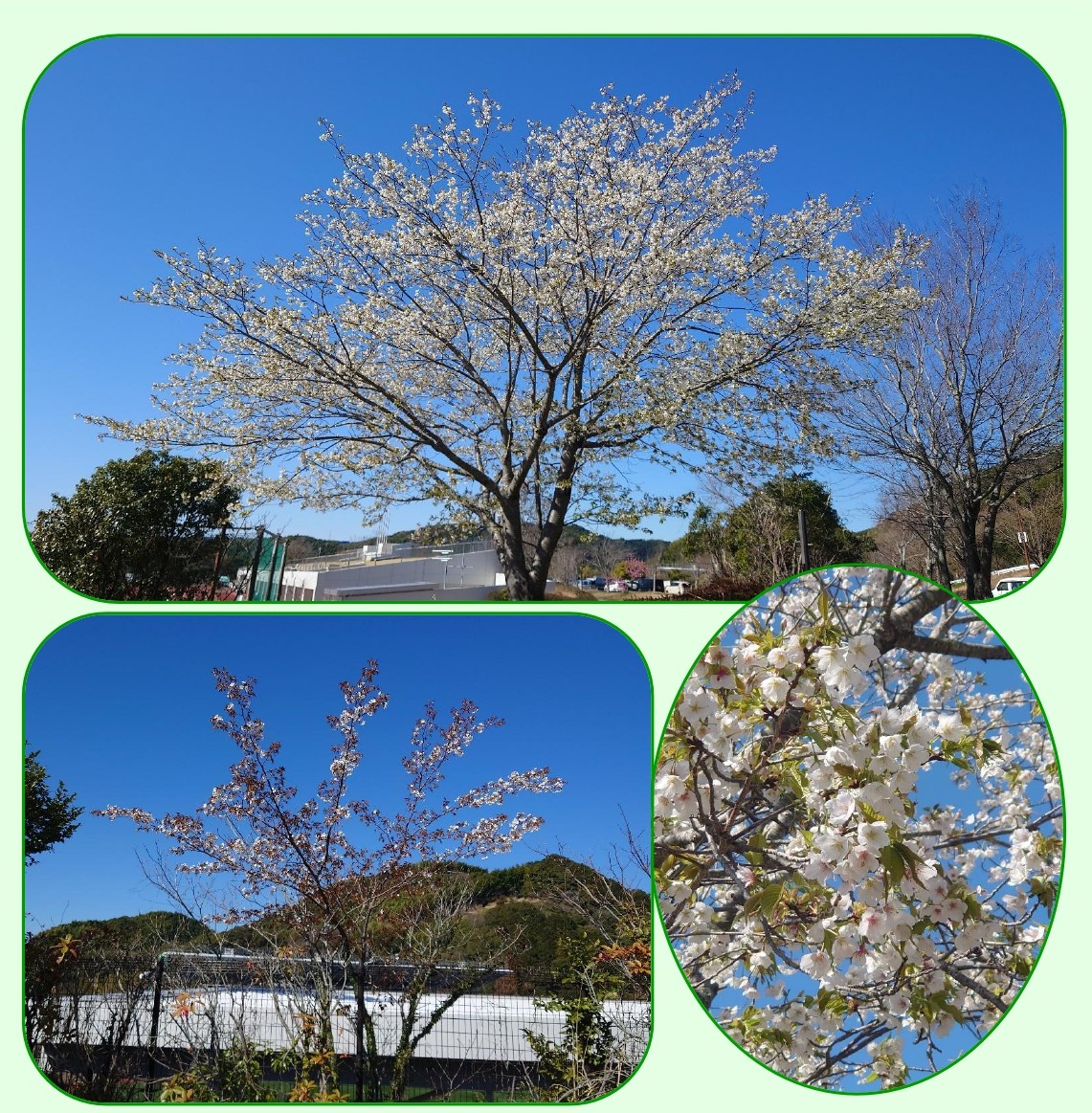 桜ページ 園内の桜✿ |
